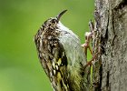 3) Tree Creeper.jpg